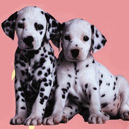 102 Dalmatiner / Hunde / Welpen Poster