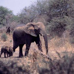 Afrikas faszinierende Tierwelt Poster