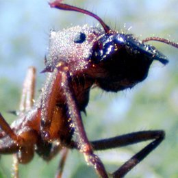 Ameisen - Die heimliche Weltmacht Poster
