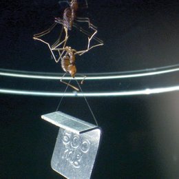 Ameisen - Die heimliche Weltmacht Poster
