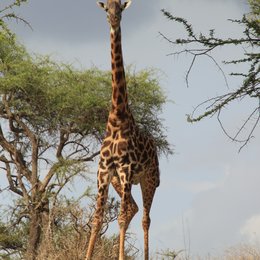 African Safari 3D Poster