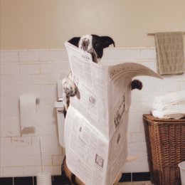 Bruce Allmächtig / Hund sitzt auf'm KLo und liest Zeitung Poster