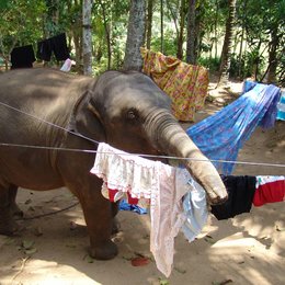 Chandani und ihr Elefant Poster