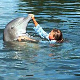 Delphinwunder, Das Poster