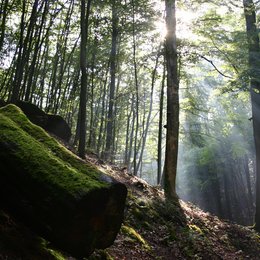 grüne Wunder - Unser Wald, Das / Unser Wald - Das grüne Wunder Poster