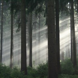 grüne Wunder - Unser Wald, Das / Unser Wald - Das grüne Wunder Poster