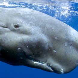 Delfine und Wale 3D Poster