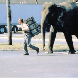 dicke Vera, Die / Bill Murray / Elefant Poster