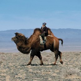 Geschichte vom weinenden Kamel, Die Poster
