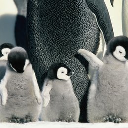 Reise der Pinguine, Die / Erde, Wasser, Luft, Eis - Die große Naturfilm Edition Poster