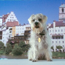 Hund für alle Fälle, Ein (ZDF) Poster