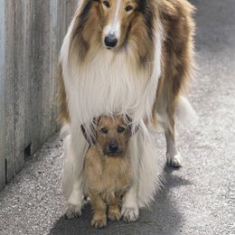 Lassie kehrt zurück Poster