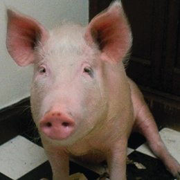 Magere Zeiten - Der Film mit dem Schwein Poster