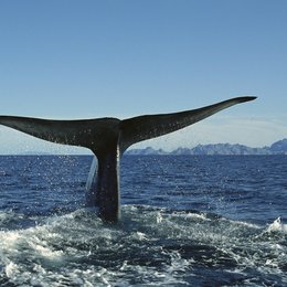 National Geographic - Blauwale: Giganten der Meere Poster