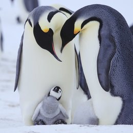 Pinguine hautnah Poster