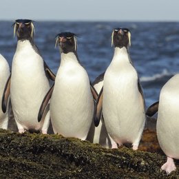 Pinguine hautnah Poster
