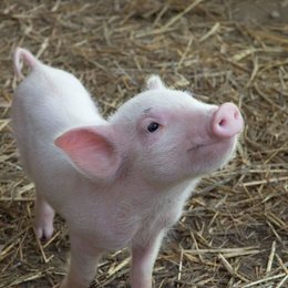 Schweinchen Wilbur und seine Freunde Poster
