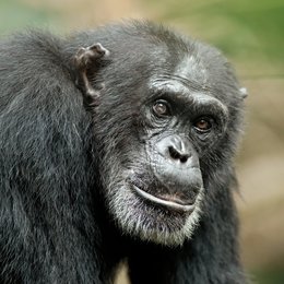 Schimpansen Poster