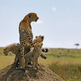 Serengeti Poster
