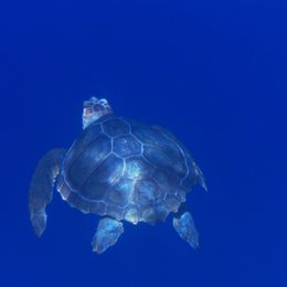 Tortuga - Die unglaubliche Reise der Meeresschildkröte Poster