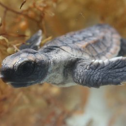 Tortuga - Die unglaubliche Reise der Meeresschildkröte Poster