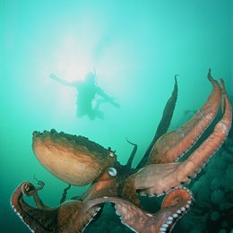 Unser Leben / Giant Octopus - Riesenkrake / British Columbia, Kanada Poster