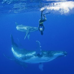 Unser Leben / Whales - Wale / Tonga, Südpa Poster
