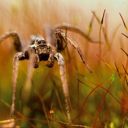 Verborgene Welten - Das geheime Leben der Insekten Poster