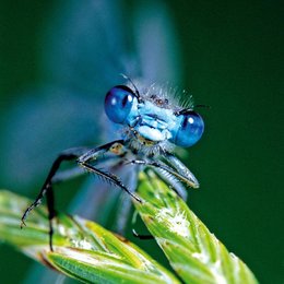 Verborgene Welten - Das geheime Leben der Insekten Poster