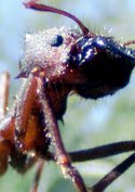 Ameisen - Die heimliche Weltmacht
