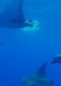 Azoren - Auf den Spuren von ... Entdeckern - Walen - Vulkanen: Haie, Wale, Teufelsrochen
