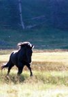 Poster Das Geheimnis des wilden Mustangs