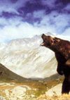 Poster Der Bär