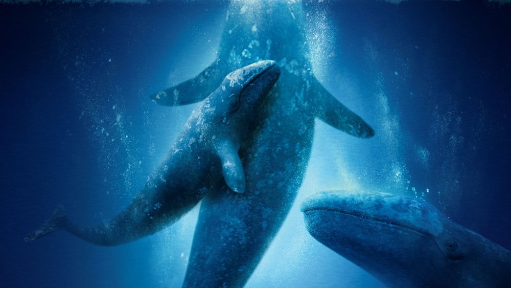 Der Ruf der Wale Der Ruf der Wale Poster