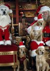 Poster Santa Buddies - Auf der Suche nach Santa Pfote