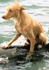 Poster Zeus & Roxanne - Eine tierische Freundschaft