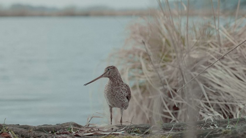 toten Vögel sind oben Film 2023 Trailer Kritik