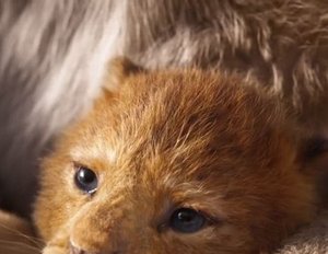 „Der König der Löwen“: Neue Bilder von Simba & Co. sorgen für Vorfreude „Der König der Löwen“: Neue Bilder von Simba & Co. sorgen für Vorfreude