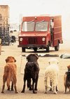 Poster Ein tierisches Trio - Wieder unterwegs