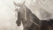 „Ostwind 6“: Ein neues Buch kommt – und wir wollen auch den Film dazu!