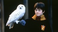 „Harry Potter und der Stein der Weisen“ in Concert 2025: Jetzt Tickets sichern