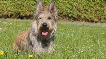 Eberhoferkrimis: Ludwigs Tod, Jokers Schicksal und alle Infos zu Hinkelotta