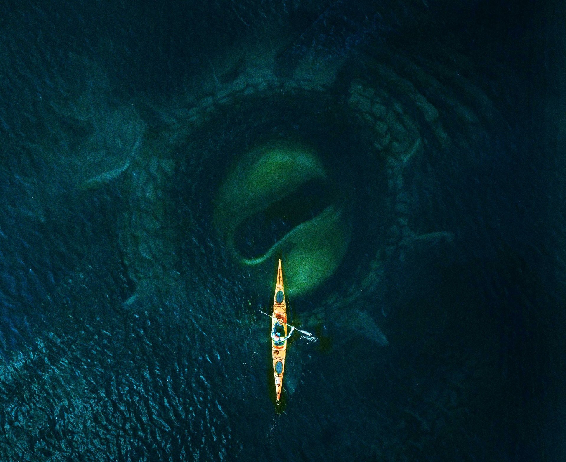 Da wirkt "Meg" mit Jason Statham jetzt wie eine totale Schlaftablette: Horror-Trailer zeigt das widerlichere Tiefsee-Monster c0a65ae7d19e501aba88cf4f1d ZmMgN2U1OThjYTVmZmZmIDE5MjAgMAMyZWM2ZTE1YThmMQ==