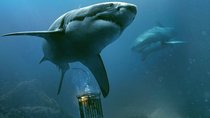 Im TV verpasst? Dieser beklemmende Hai-Horror mit fiesem Finale lohnt sich auch im Stream