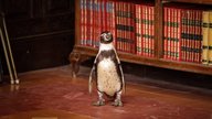 „Der Pinguin meines Lebens”: Das ist die wahre Geschichte hinter dem Film 