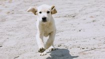 Hundefilm-Quiz: Erkennst du diese Filme an den tierischen Figuren?