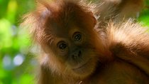 Die 8 besten Natur-Dokus 