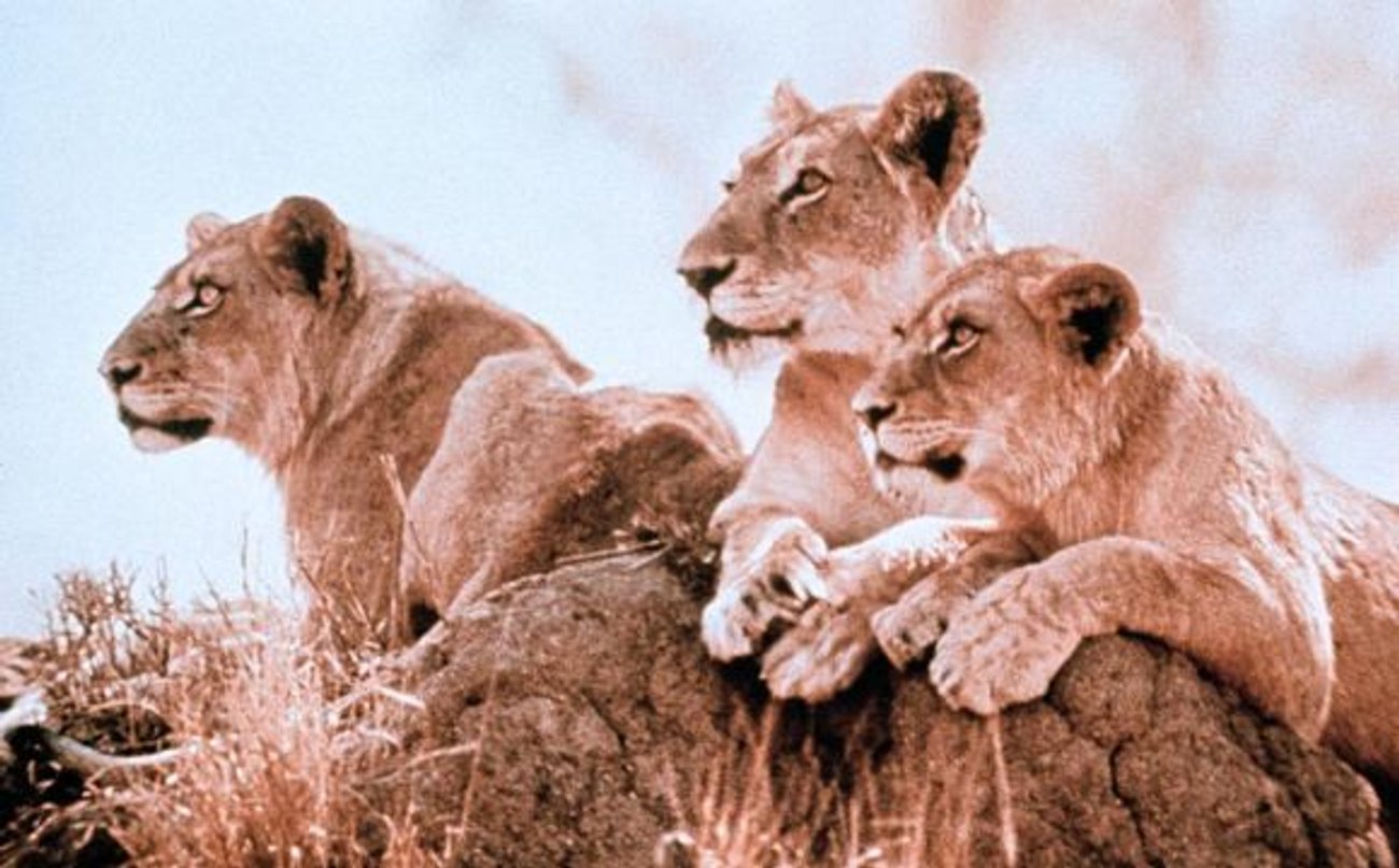 Die 7 schönsten Tierfilme für Kinder: Lehrreiche Unterhaltung für die ...