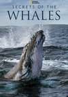 Poster Die geheimnisvolle Welt der Wale Staffel 1