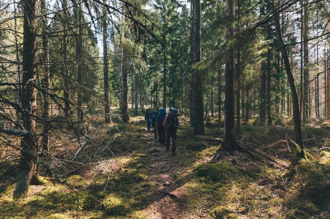 Die Wälder von Sörmland eignen sich perfekt für Wanderungen. Die Wälder von Sörmland eignen sich perfekt für Wanderungen.